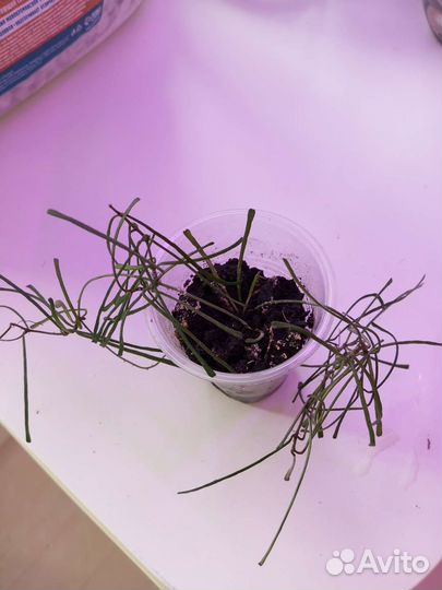 Хойя Ретуза