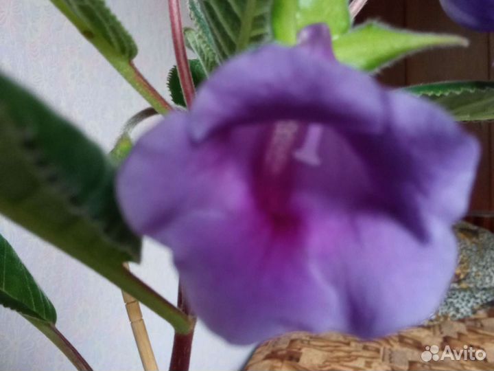 Тидея Глоксиния