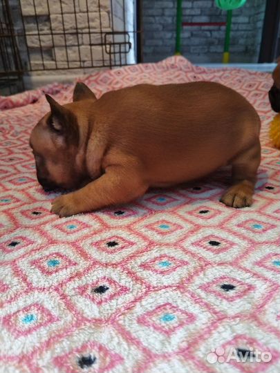 Самые сладкие французские булочки