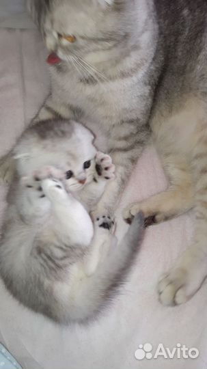 Серебристое чудо Мальчик и девочка