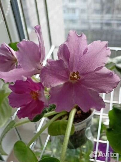 Сортовые фиалки