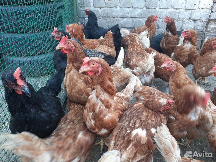 Куры бульонки