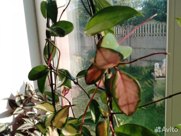 Хойя карноза