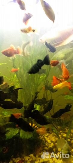 Аквариумные рыбки