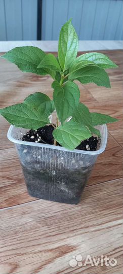 Гортензия метельчатая