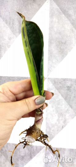 Сансевьерии