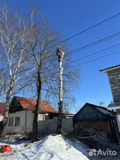 Спил деревьев. Расчистка участка