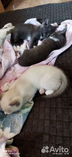 Котята в добрые руки бесплатно