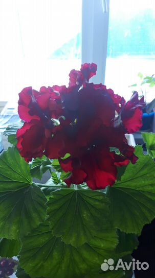 Ассорти гераней