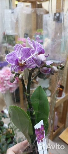Комнатные цветы в наличии и под заказ