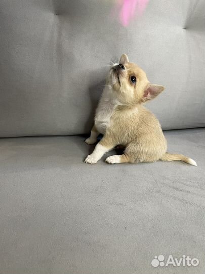 Щенки чихуахуа