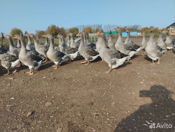 Гуси живьем