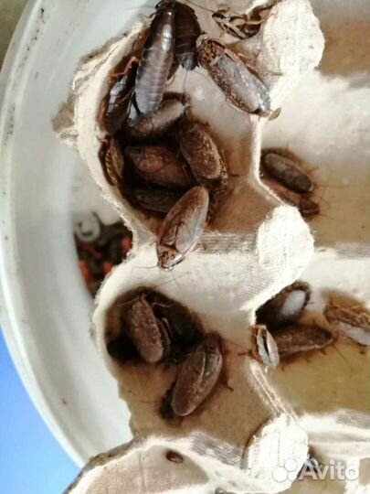 Кормовые насекомые