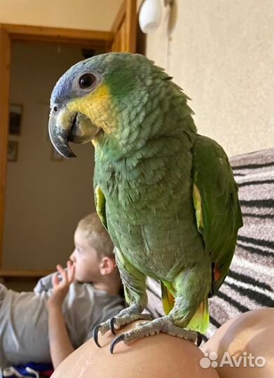Попугай амазон
