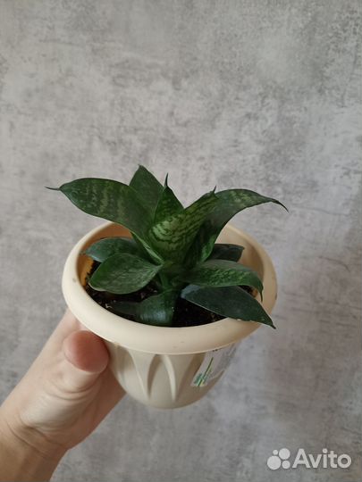 Сансевиерия