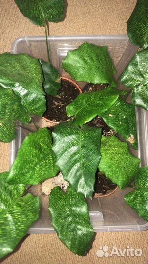 Калатеи и маранты