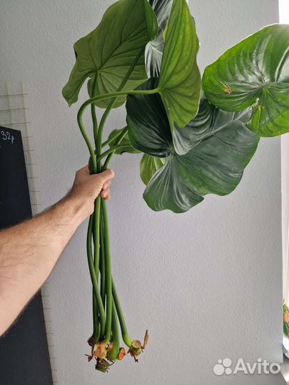 Филодендрон пастазанум
