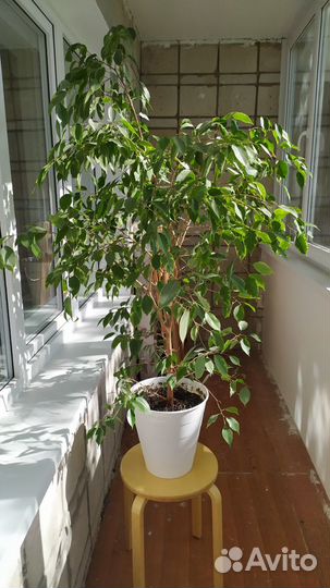 Фикус Бенджамина. Высотой 120 и 150см