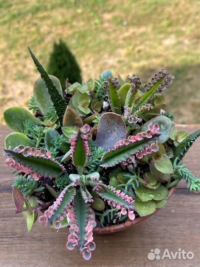 Суккуленты набор
