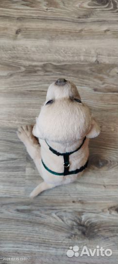 Собака (реалистичная игрушка)