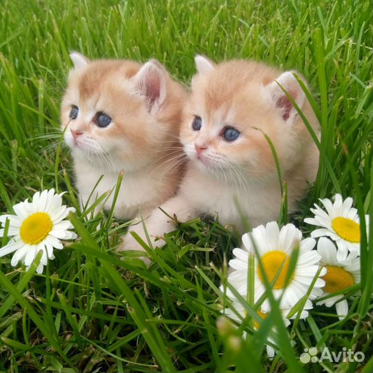 Брит. Золотая шиншилла, прямые носители су