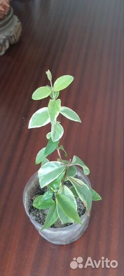 Мирт крупнолистный вариегатный, эхмея, гемантус