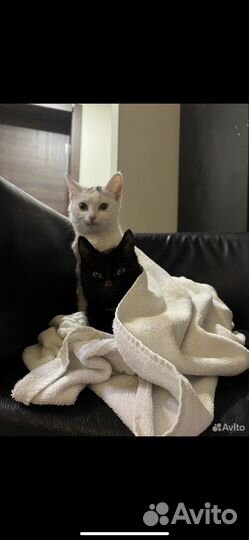 Котята подростки