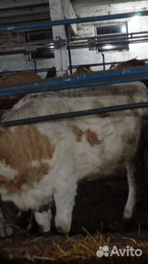 Нетель породы симентал