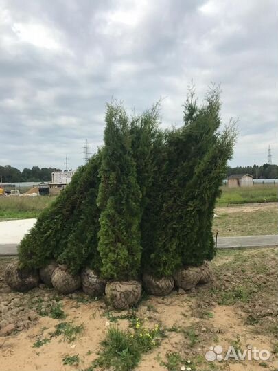 Туя Колумна 3м. Живая изгородь