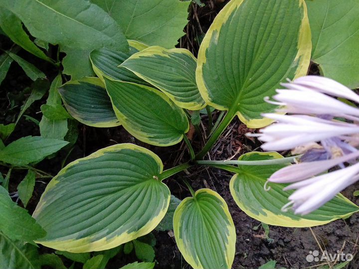 Растения для сада