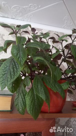 Плектрантус