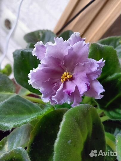 Сортовые фиалки цветущие