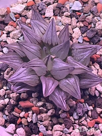 Haworthia Atrofusca Mutant