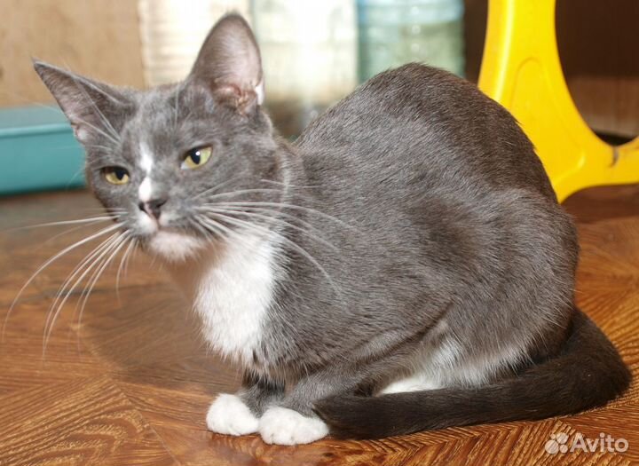 Голубая кошка британская кошка Люси (метис)