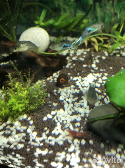Улитки аквариумные катушки физы растения людвигия