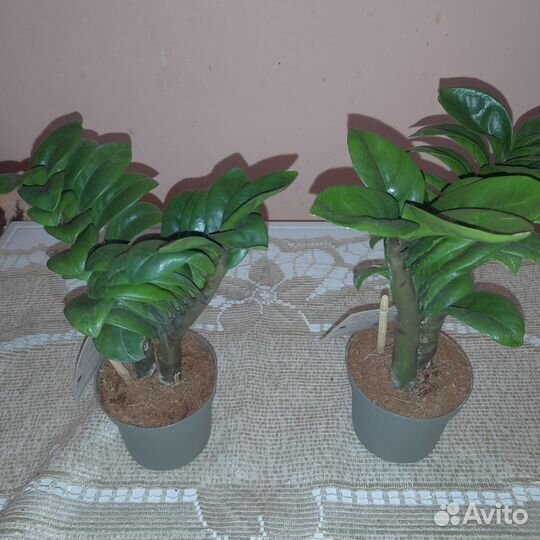 Замиокулькас Зензи