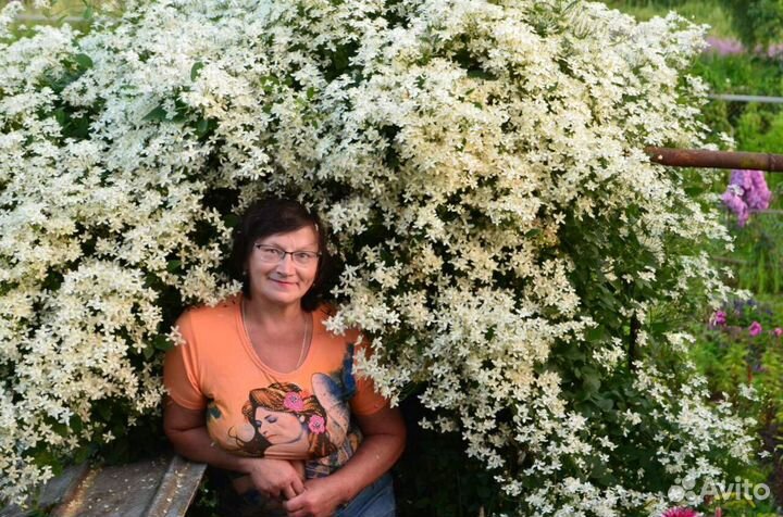 Дельфиниум Новозеландский, махровый, низкорослый