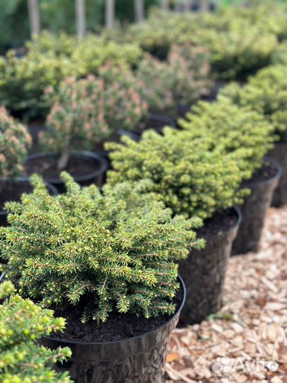 Ель Литл Джем