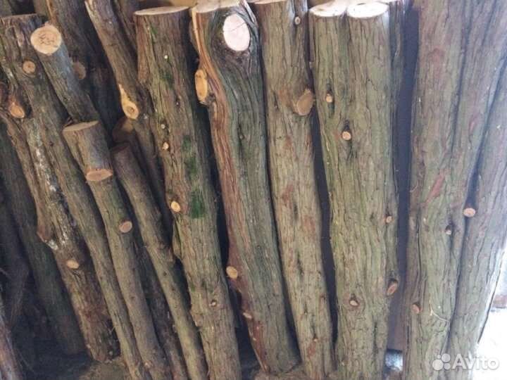 Стволы можжевельника