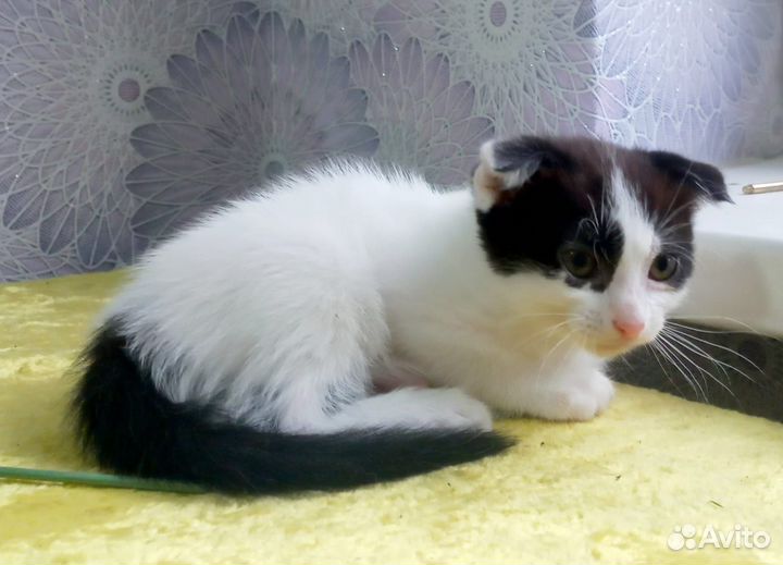 Котенок в добрые руки