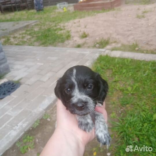 Продам щенка