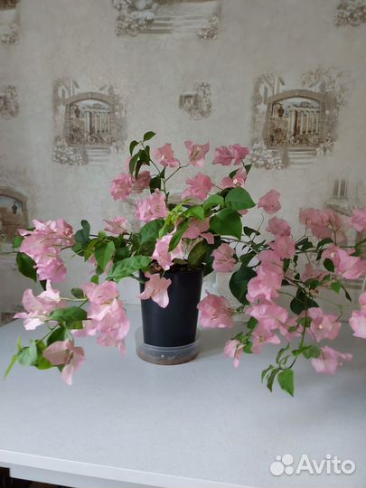 Бугенвиллия