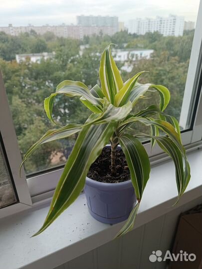 Неприхотливые комнатные цветы