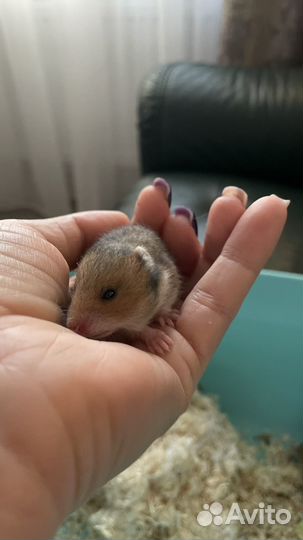 Сирийский хомяк