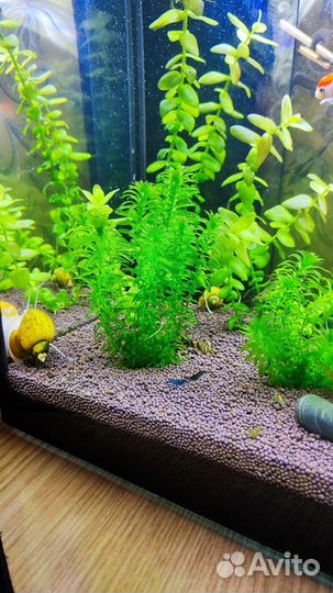 Аквариумные рыбки, растения