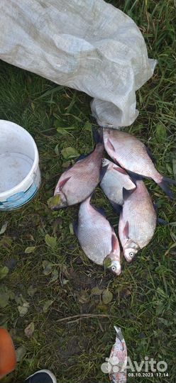 Лещ свежемороженый