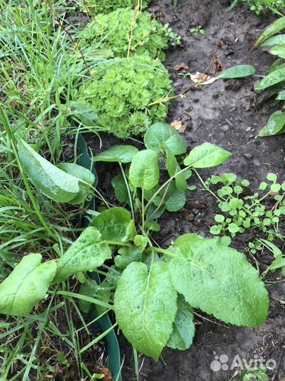 Колокольчик