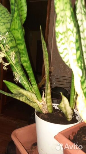 Сансевиерия