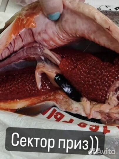 Форель свежая