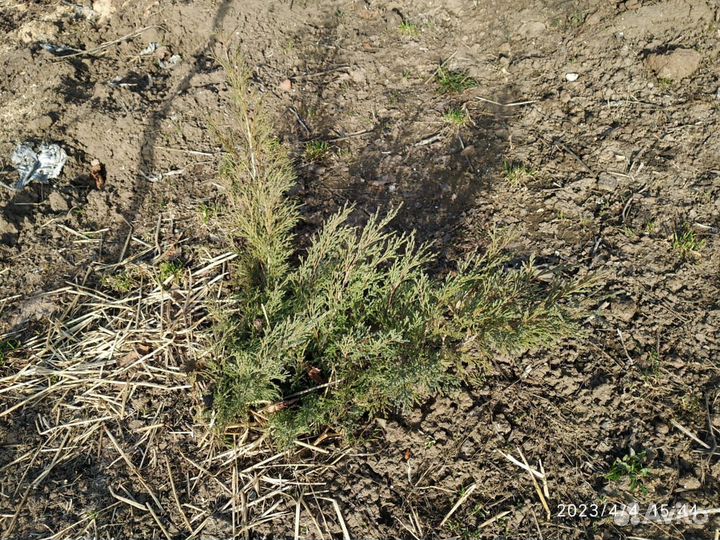 Можжевельник